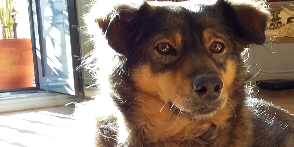 A dog sitting on a wooden floor with light entering from behind through an open door.