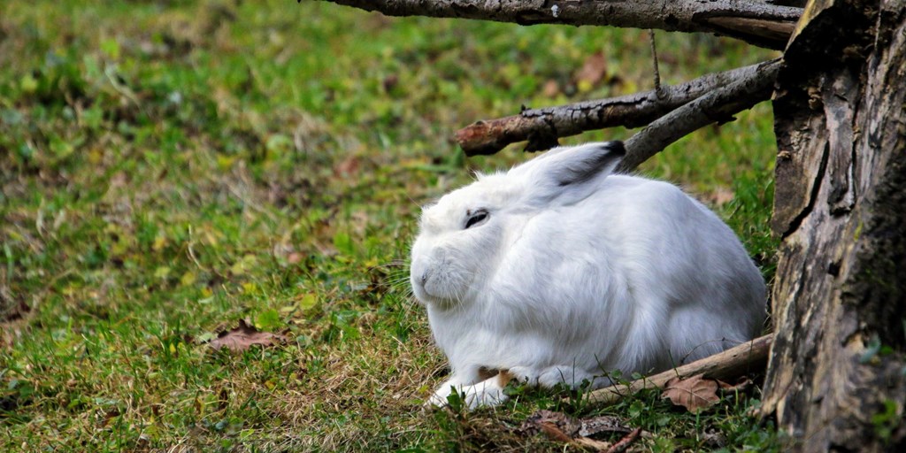White rabbit on Grassy Forest Floor