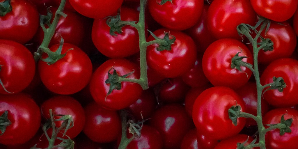 Plucked Tomatoes filling the image, long green vertical vines