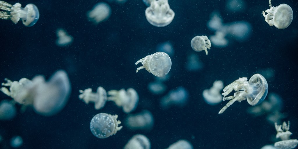Baby Jellyfish in Dark Water